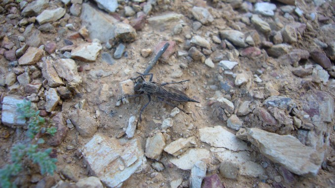 Erax barbatus