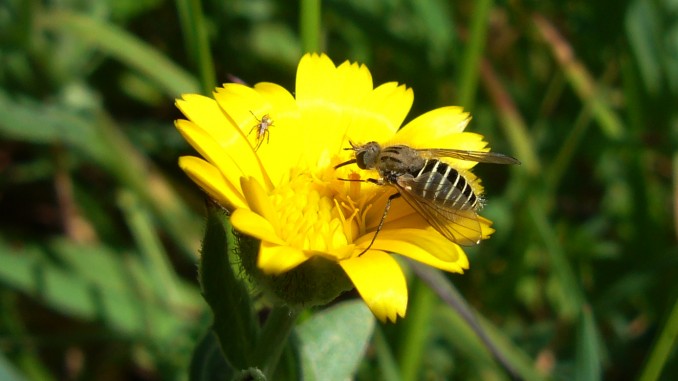 Mosca abeja (Parageron incisus)