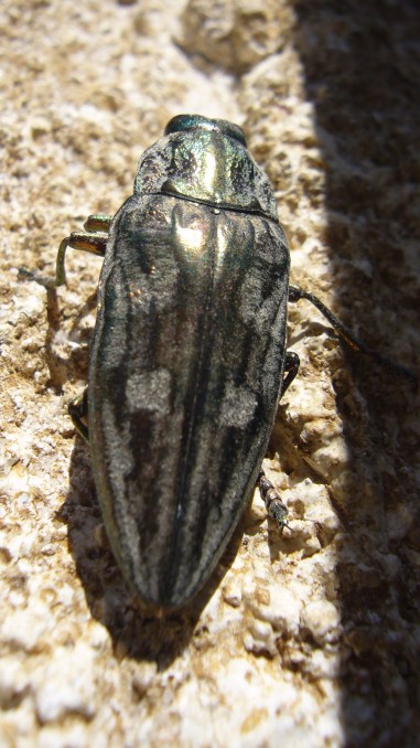 Escarabajo del pino (Chalcophora mariana)