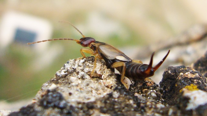 Tijereta común (Forficula auricularia)