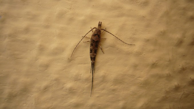 Arqueognato (Archaeognatha)