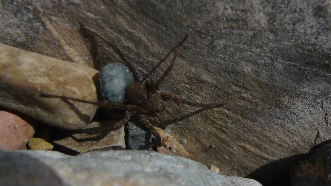 Pardosa proxima