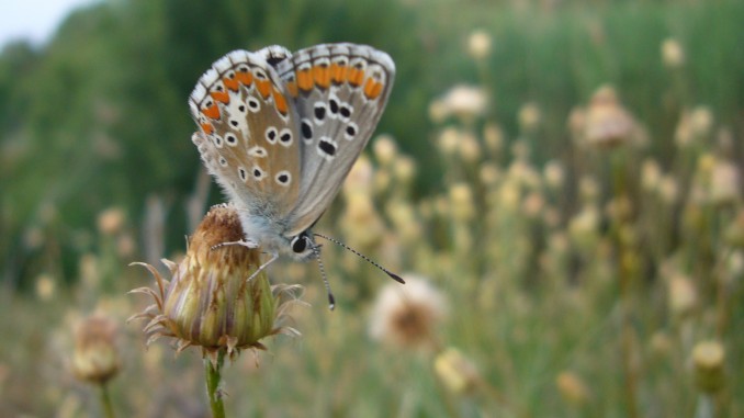 Aricia agestis