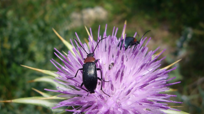 Toros de sol (Heliotaurus ruficollis)