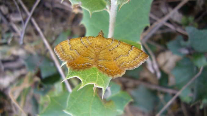 Camptogramma bilineata