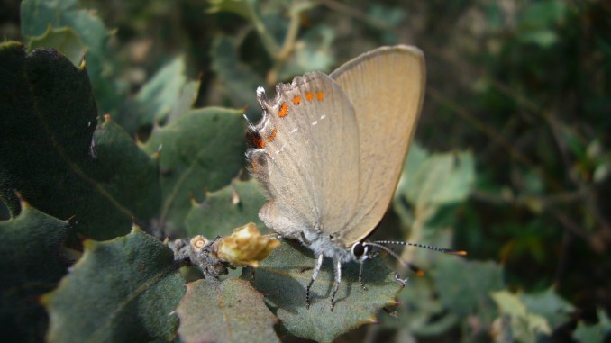 Satyrium esculi