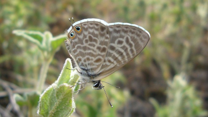 Lampides boeticus