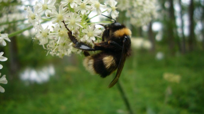 Abejorro (Bombus)