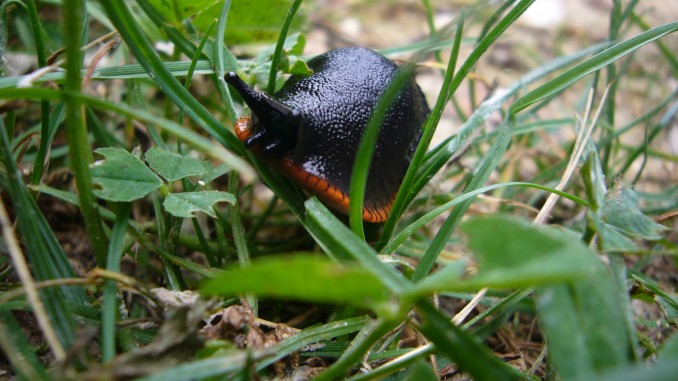 Limaco