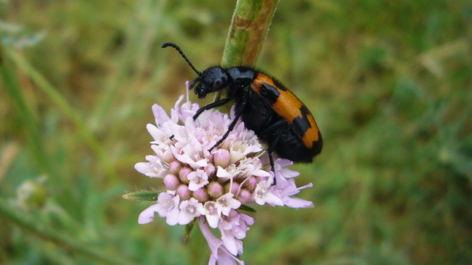 Mylabris variabilis