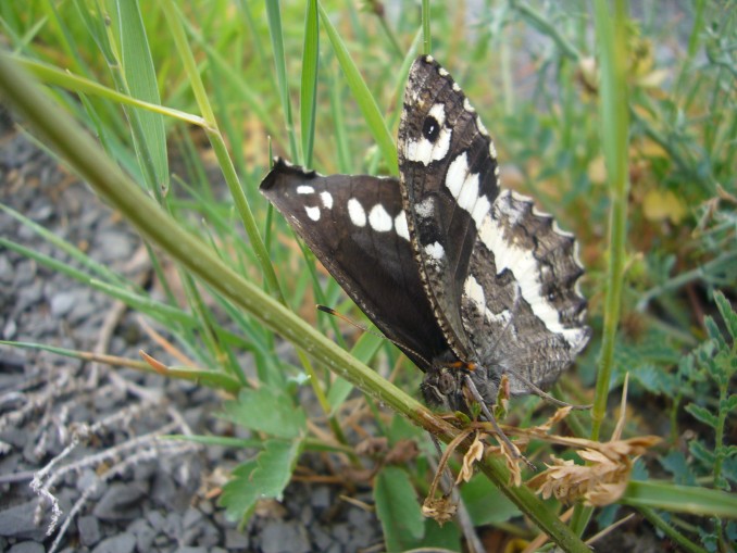 Limenitis reducta
