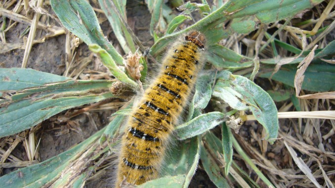 Oruga de Lasiocampa trifolii