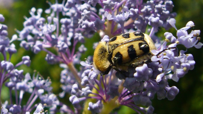 Trichius zonatus