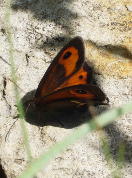 P1070454