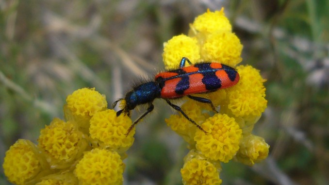Mylabris pustulata