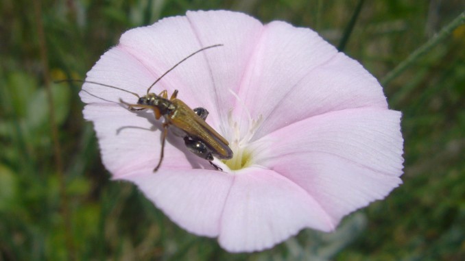 Oedemera nobilis