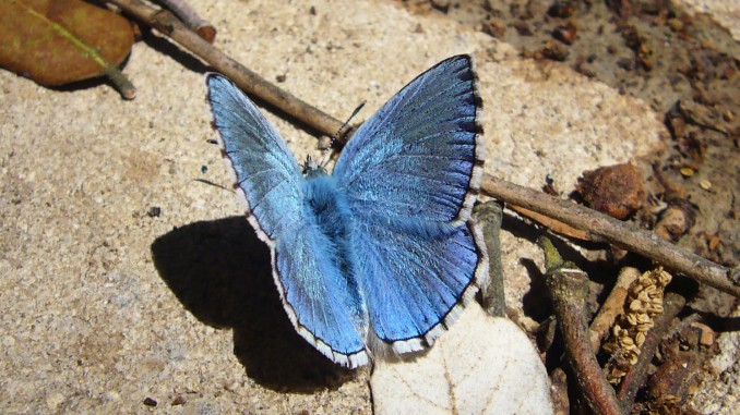 Mariposa azul (polyommatus bellargus)