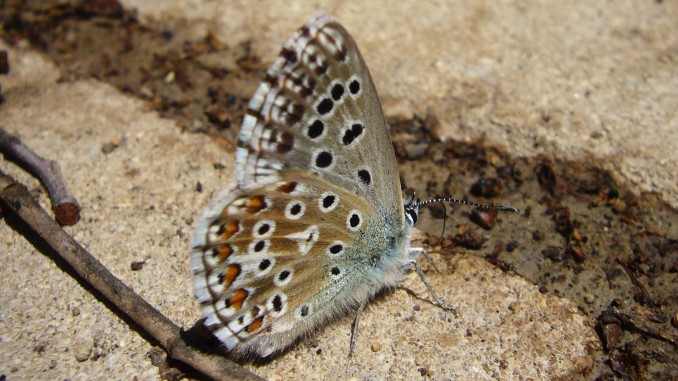 Mariposa Polyommatus Bellargus con alas cerradas