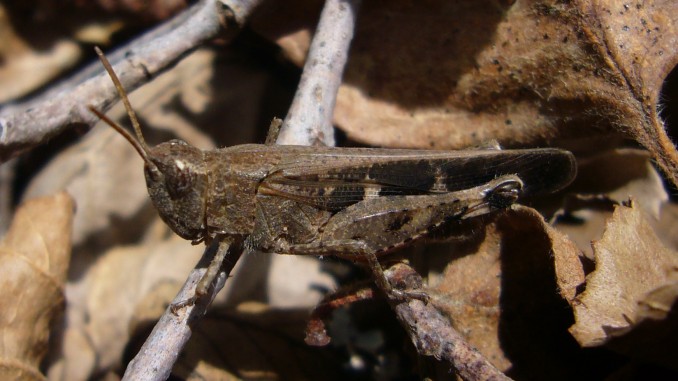 Aiolopus strepens