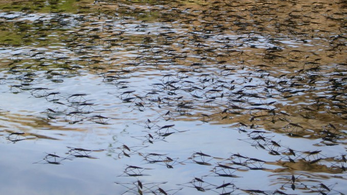 Chinche de agua o patinador (Hydrometra stagnorum)