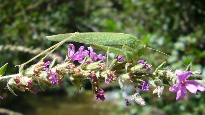 Tettigonia viridissima Linnaeus