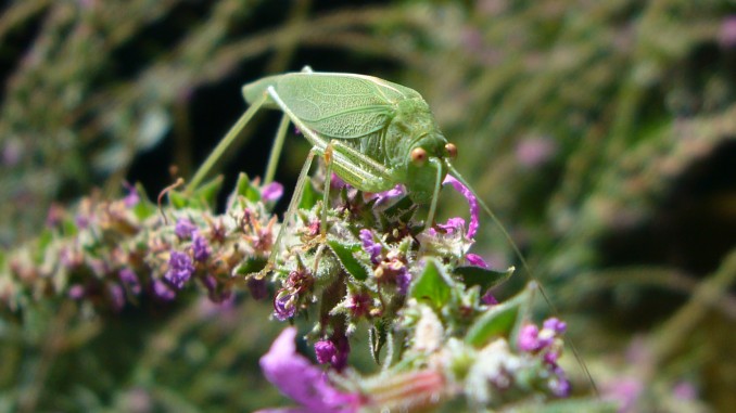 Saltamontes verde común (Tettigonia viridissima Linnaeus)