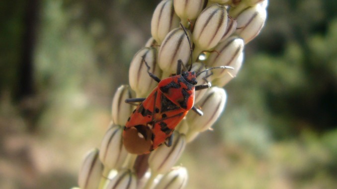 Chinche rojo (Lygaeus equestris)