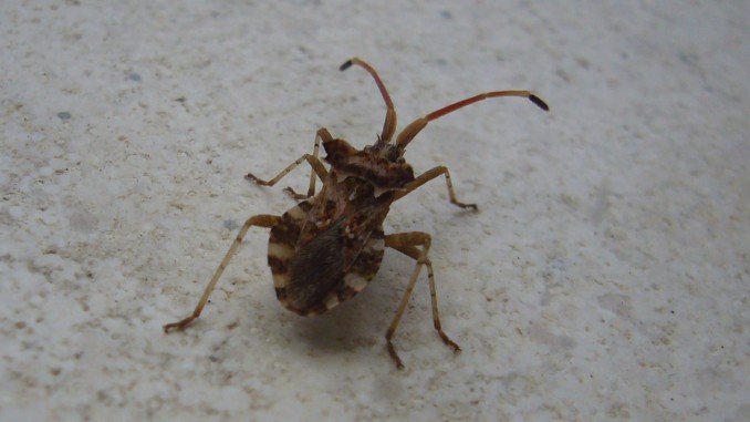 Chinche marrón (Coreus)