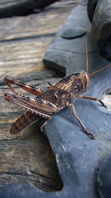 Chorthippus Jacobsi