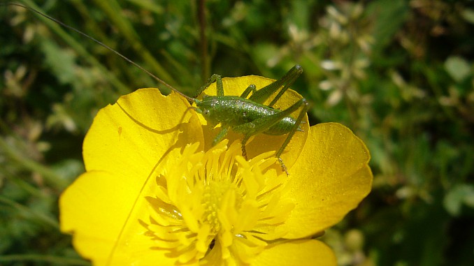 Leptophyes punctatissima