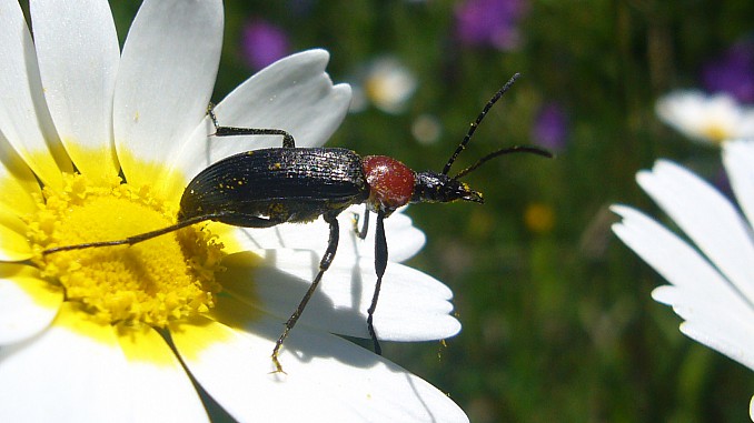 Heliotaurus ruficollis