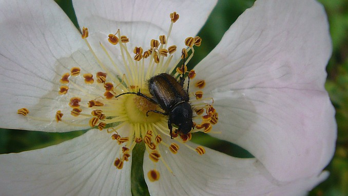 Paratriodonta alicantina