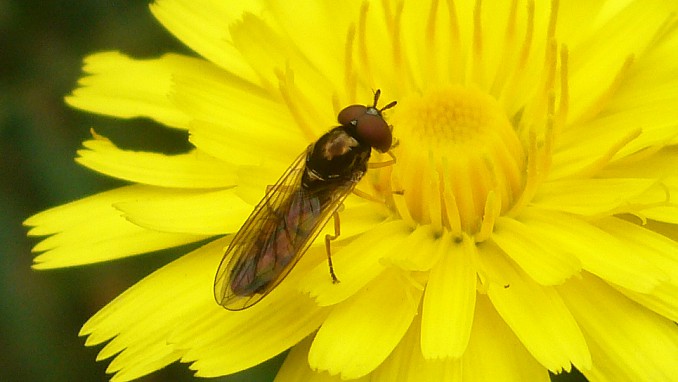 Melanostoma