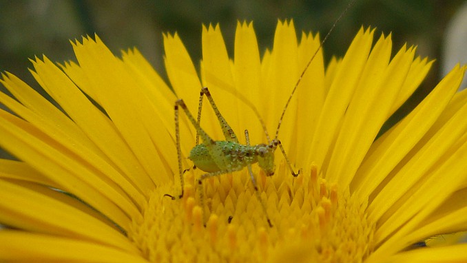 Saltamontes punteado (Leptophyes punctatissima)