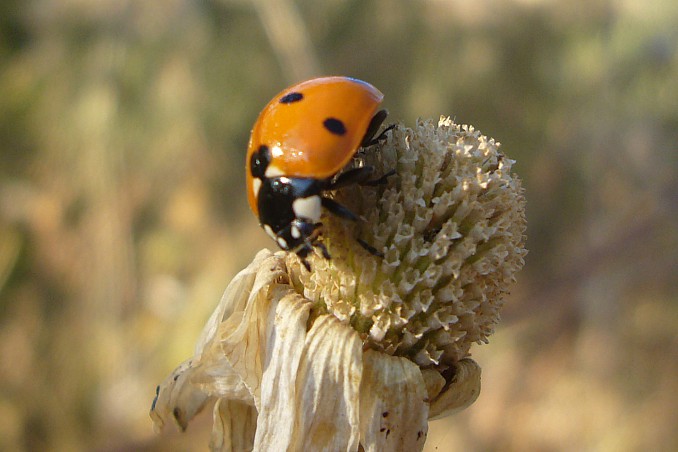 Coccinella_septempunctata