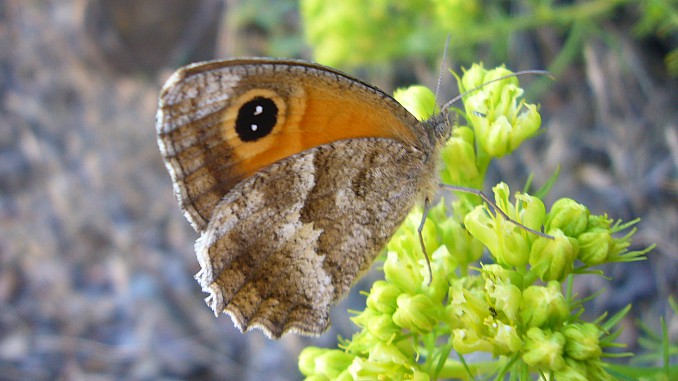 Lobito meridional (Pyronia Cecilia)