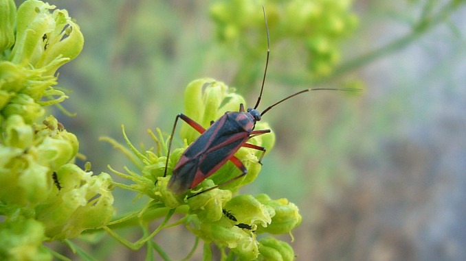 Hadrodemus noualhieri