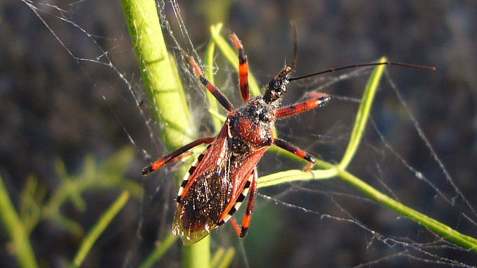 Chinche asesina (Rhynocoris cuspidatus)