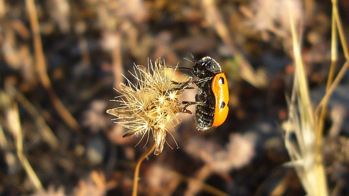 Lachnaia italica