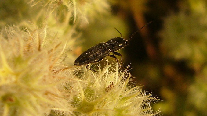 Carábido