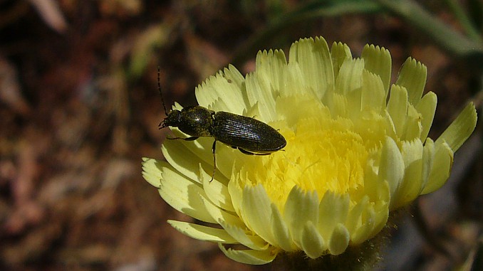 Carabus