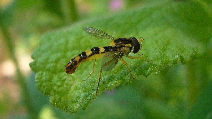 Sphaerophoria scripta