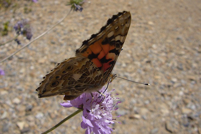 Vanessa annabella