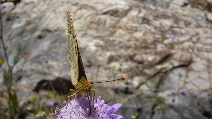 Gonepteryx vista frontal