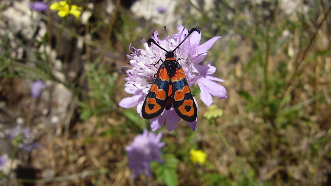 Zigaena Carniolica