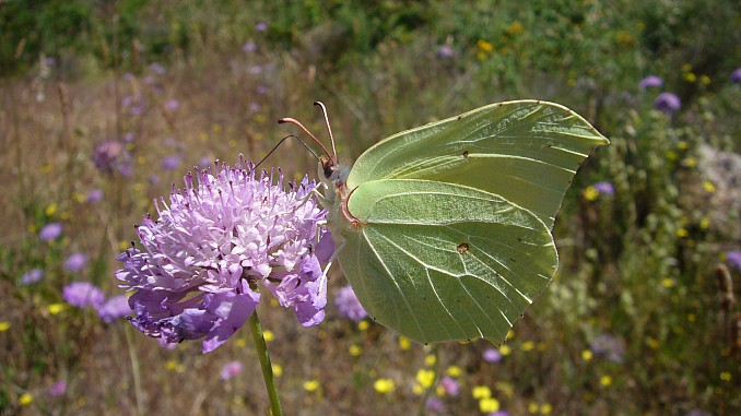 Gonepteryx cleopatra