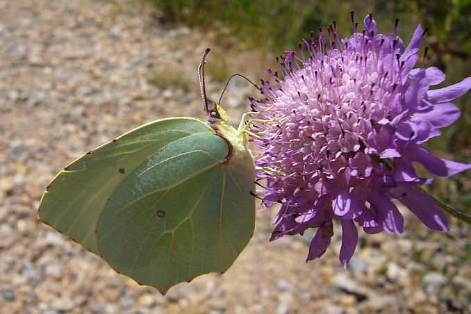 Gonepteryx cleopatra