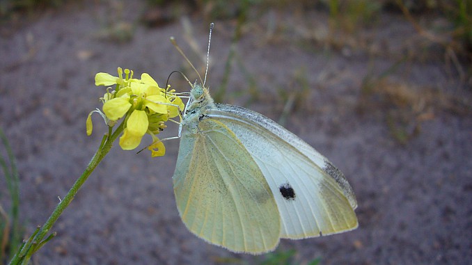 Pieris rapae