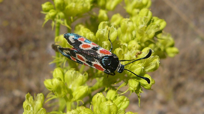 Zygaena occitanica