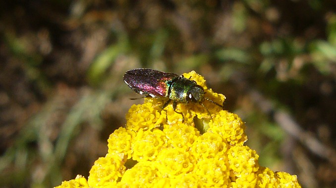 Anthaxia scutellaris